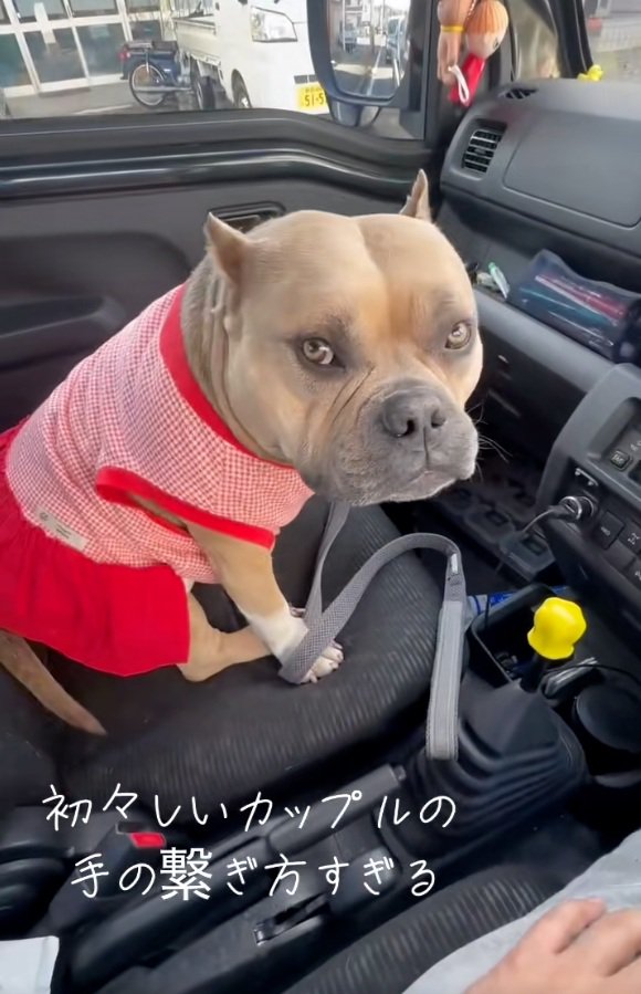 パパを見るリリーちゃん