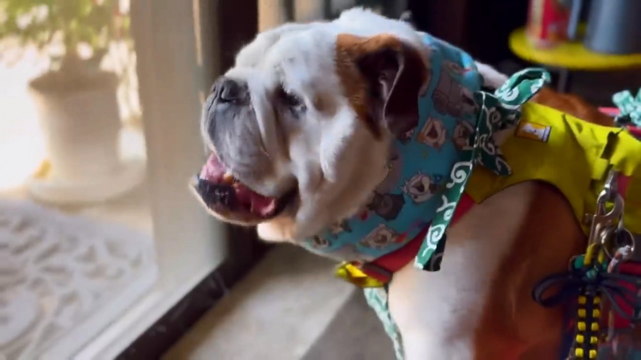 暑がるまめちゃん