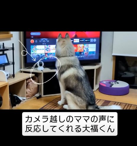 画面を見る犬