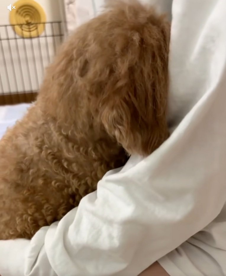 飼い主さんに顔をうずめるチャミィちゃん2