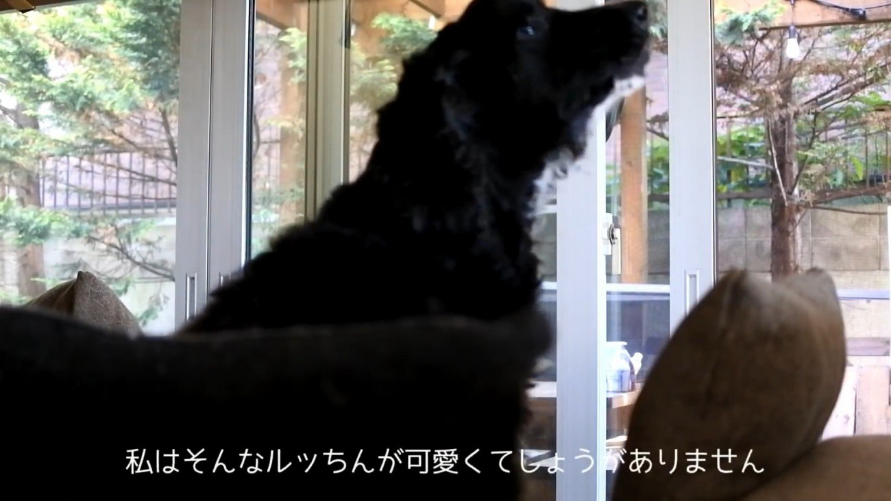 サイレンが鳴った時のルークくん2