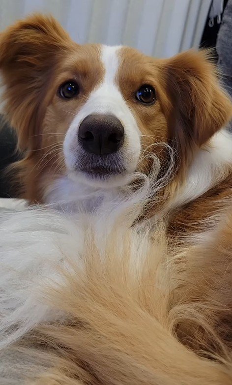 現在のベルちゃん