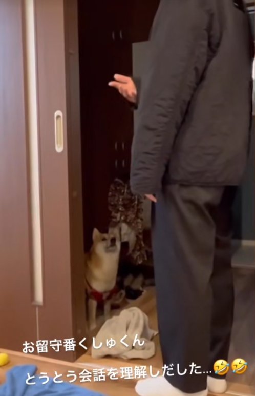 柴犬に話しかける飼い主