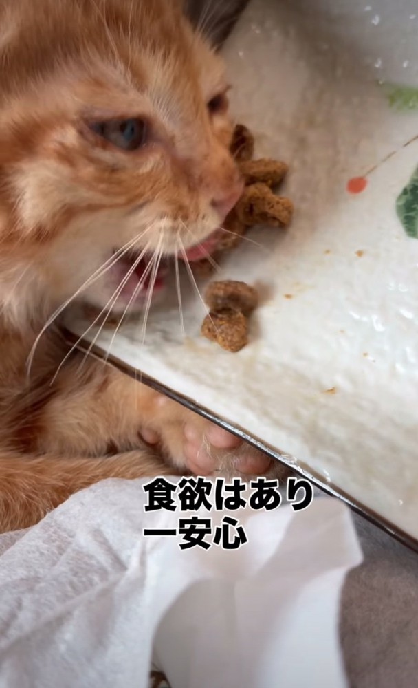 ご飯を食べる子猫
