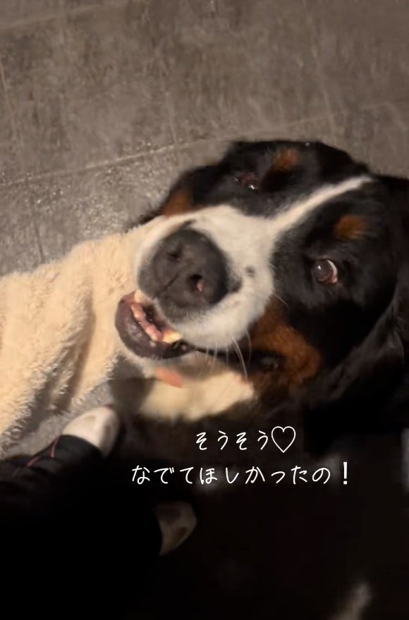 撫でられるララちゃん