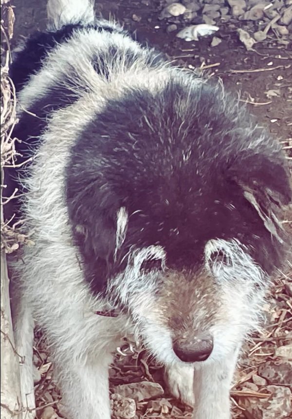 覇気のないツナ君