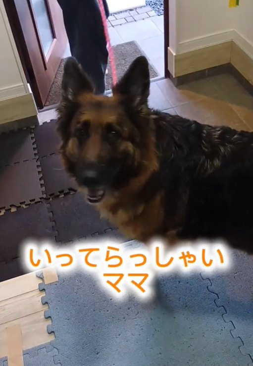 カメラ目線の犬
