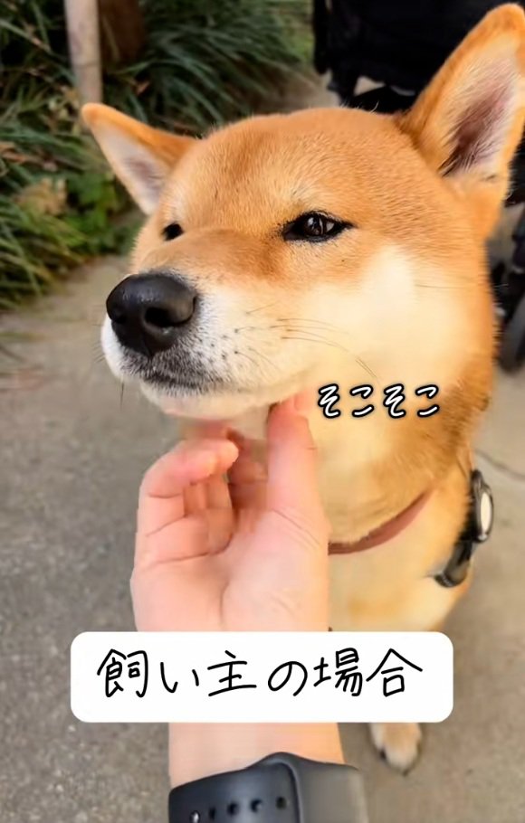 飼い主さんに撫でられるごんちゃん3