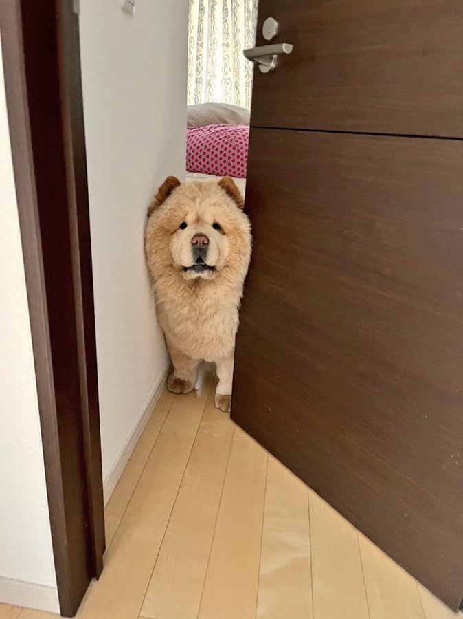 シンデレラ