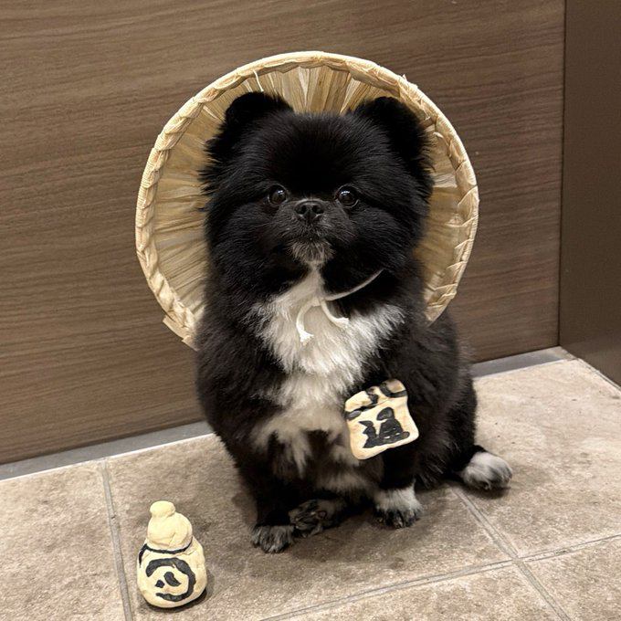 信楽焼たぬきみたいな犬