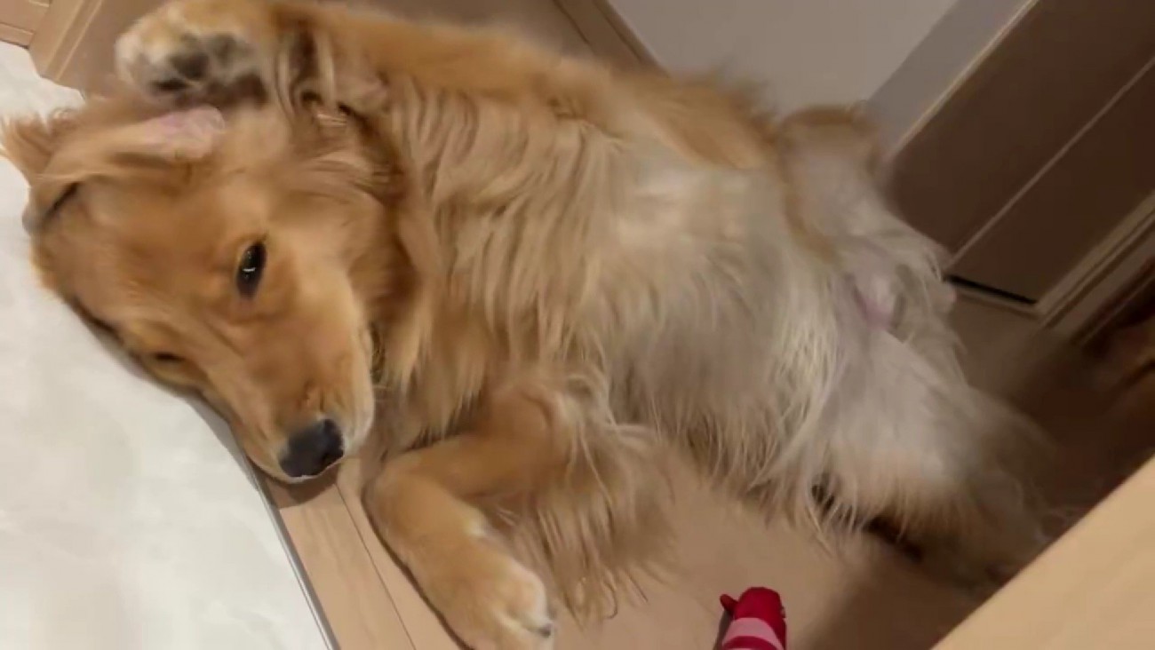 猫と一緒に暮らすうちに…