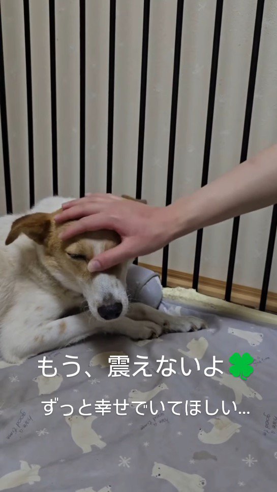 頭を撫でられる茶色い犬