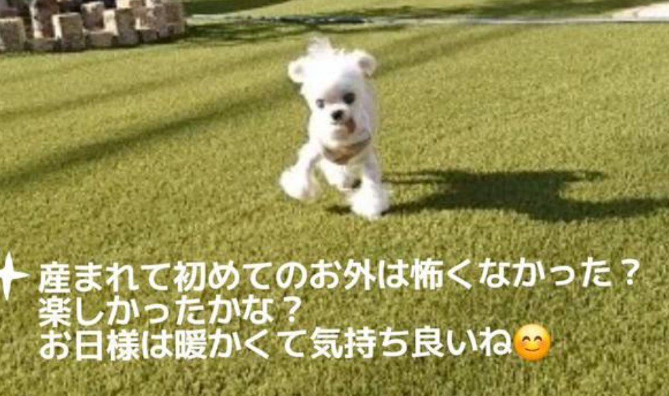 慣れないお散歩にも挑戦
