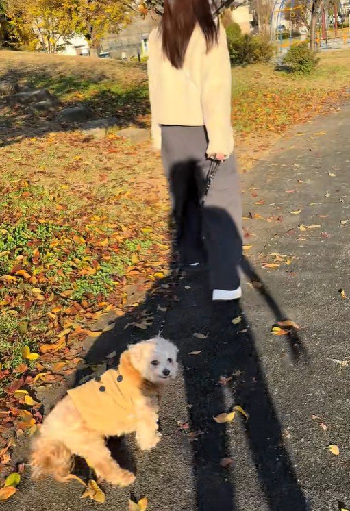 お散歩中のチャックくん9