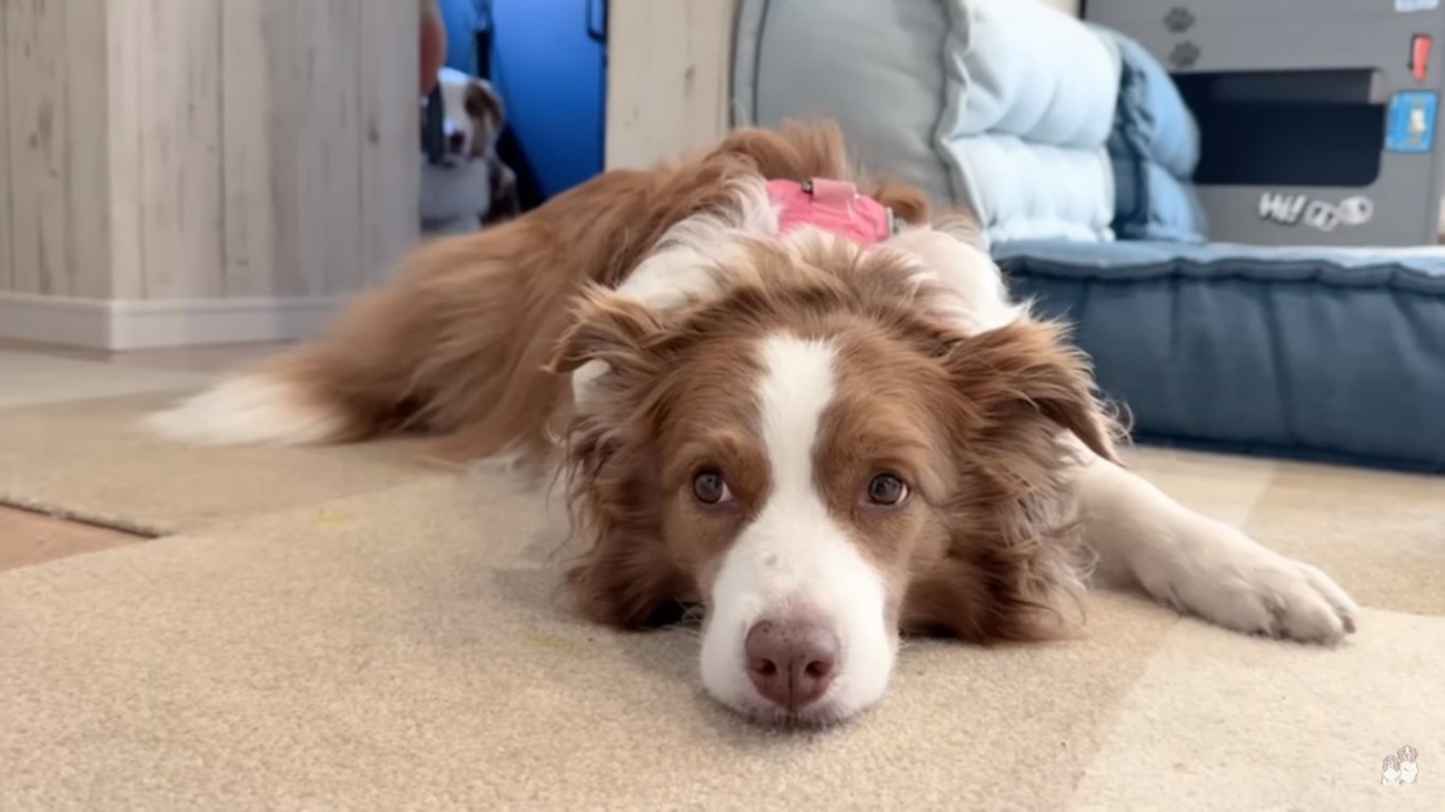 不機嫌そうなリーちゃん