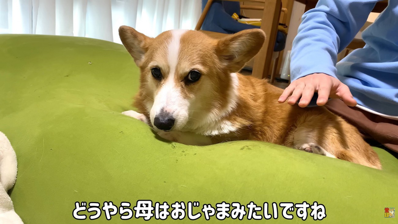 「お兄ちゃんは私のもの！」