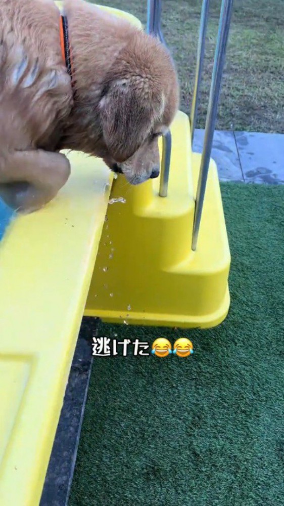 プールから出る犬