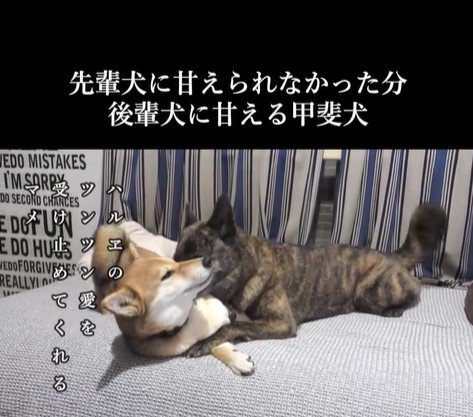 甘えん坊なハルヱちゃんの過去と現在9