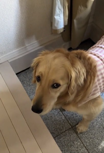 動き出したロイちゃん