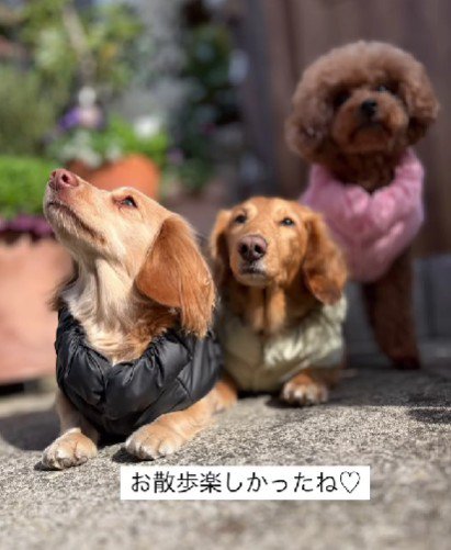 お散歩も大好きに♪