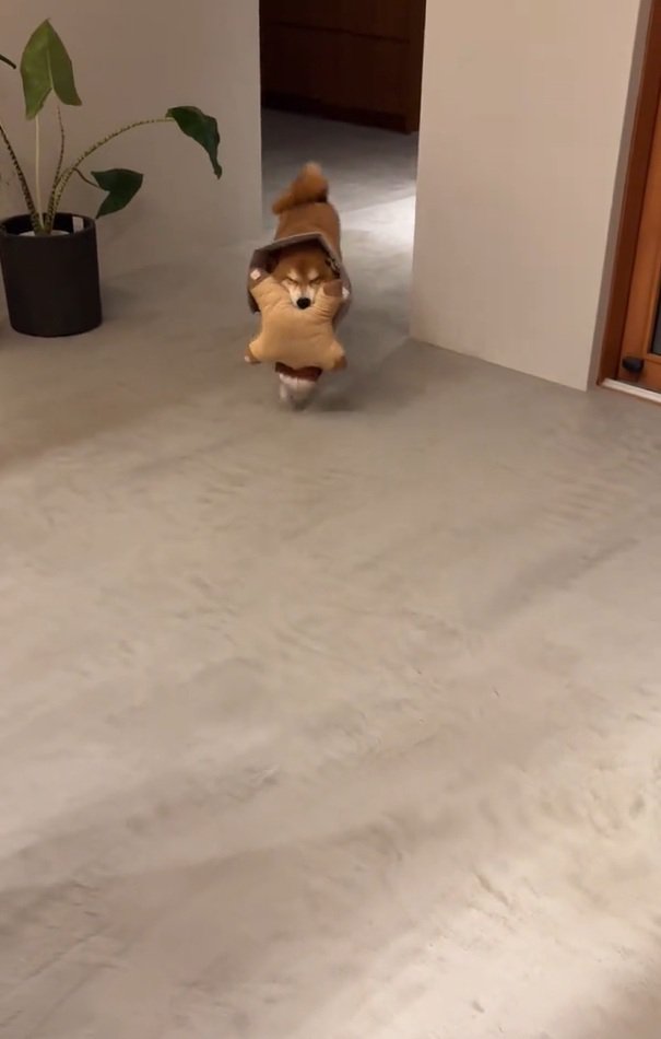 歩いてきた長三郎くん