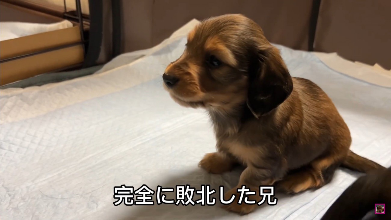 おもちゃを取られていじけるジャンボくん9