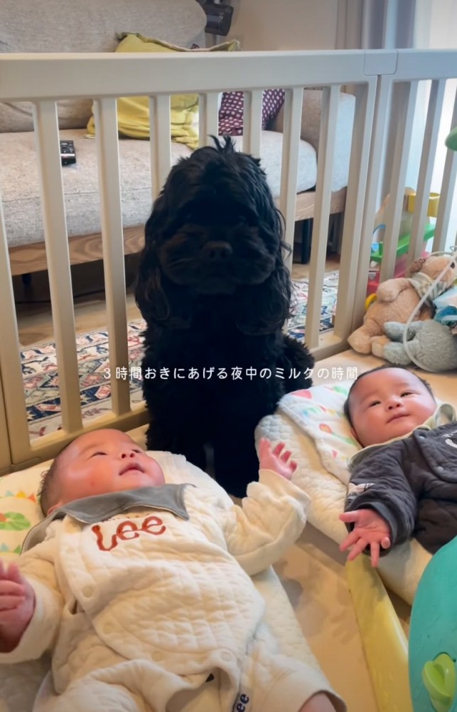 双子のそばに座る犬
