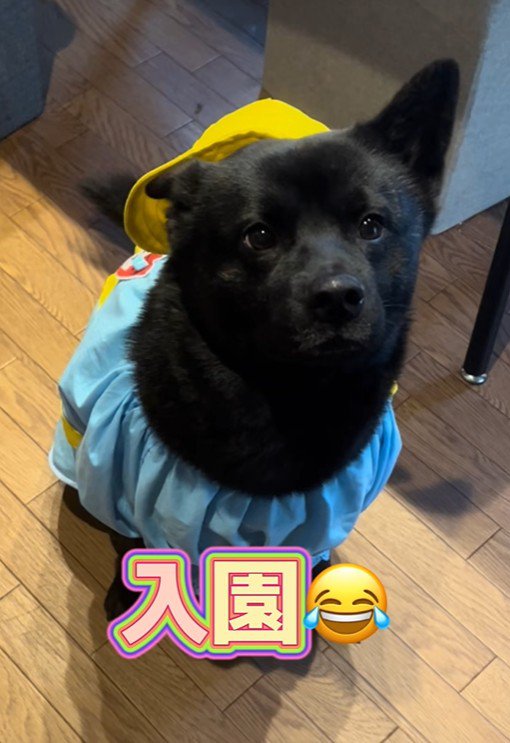 母作の衣装を着る信玄くん9