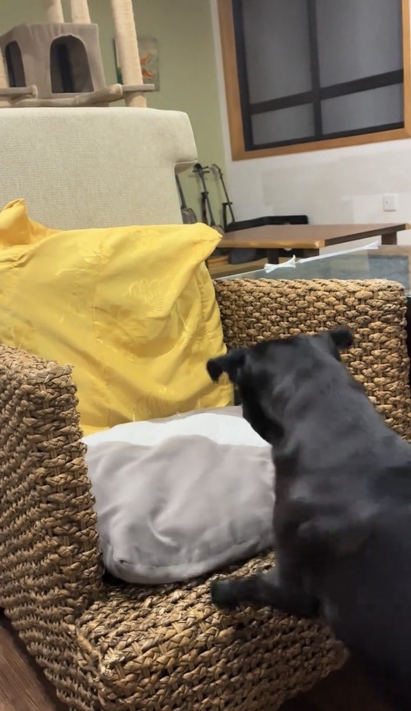 椅子を見つめて立つ犬