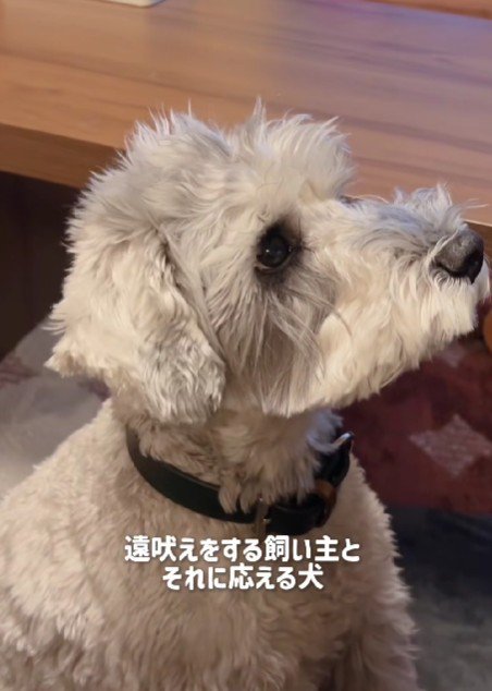 遠吠えしてみせると…
