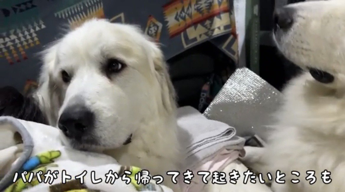 振り向く犬