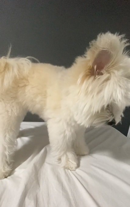 お布団を見るぽぽちゃん