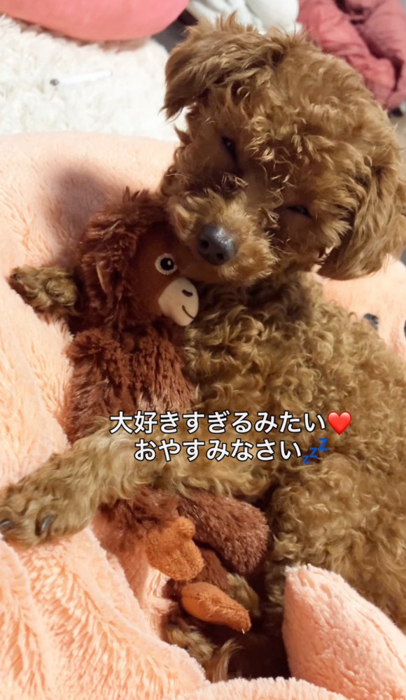 ぬいぐるみを抱きしめて目を細める犬