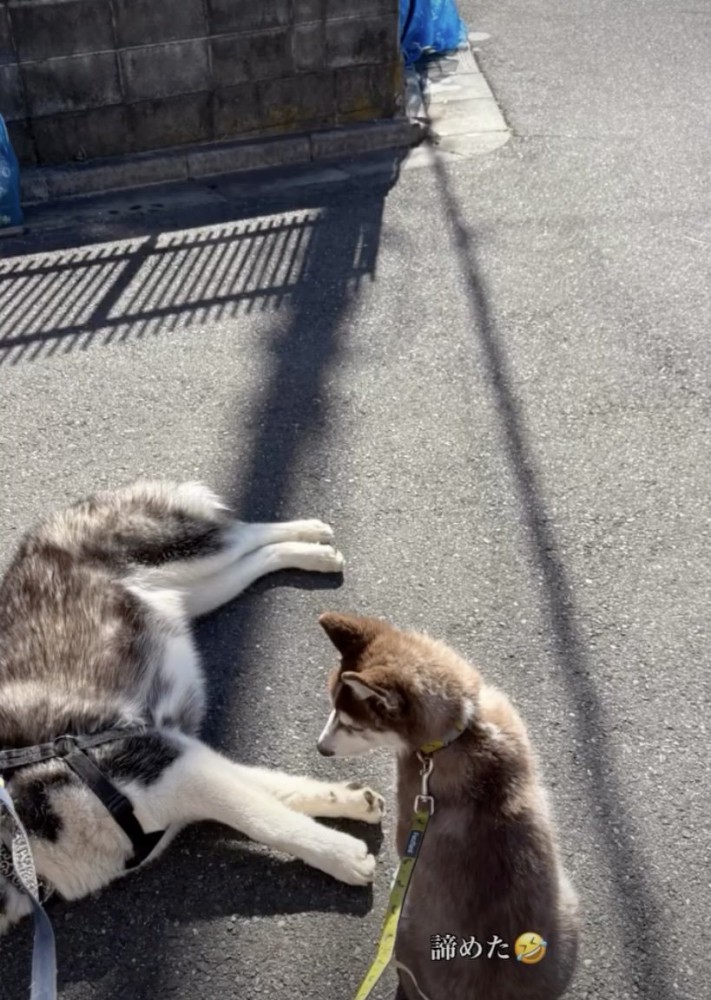 拒否ハス、手強いです