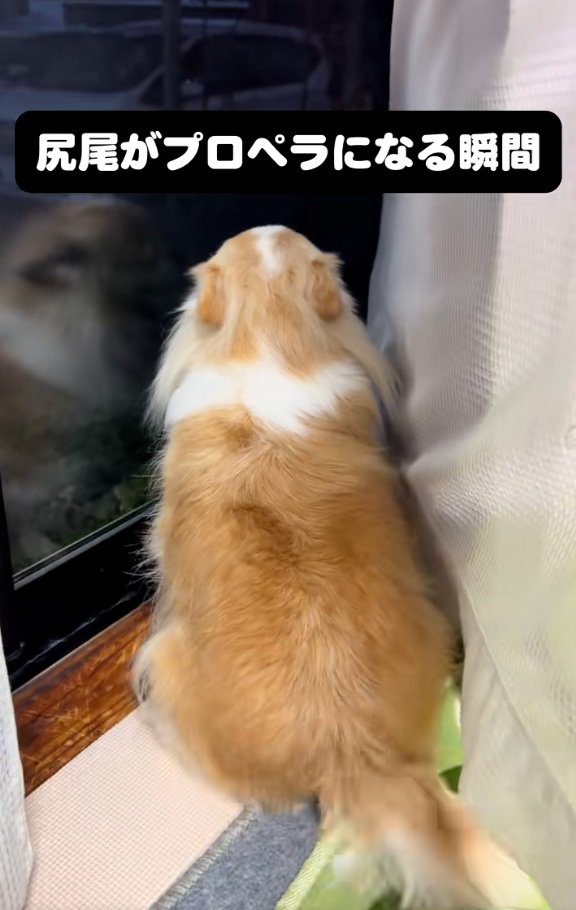 外を見るチワワさん