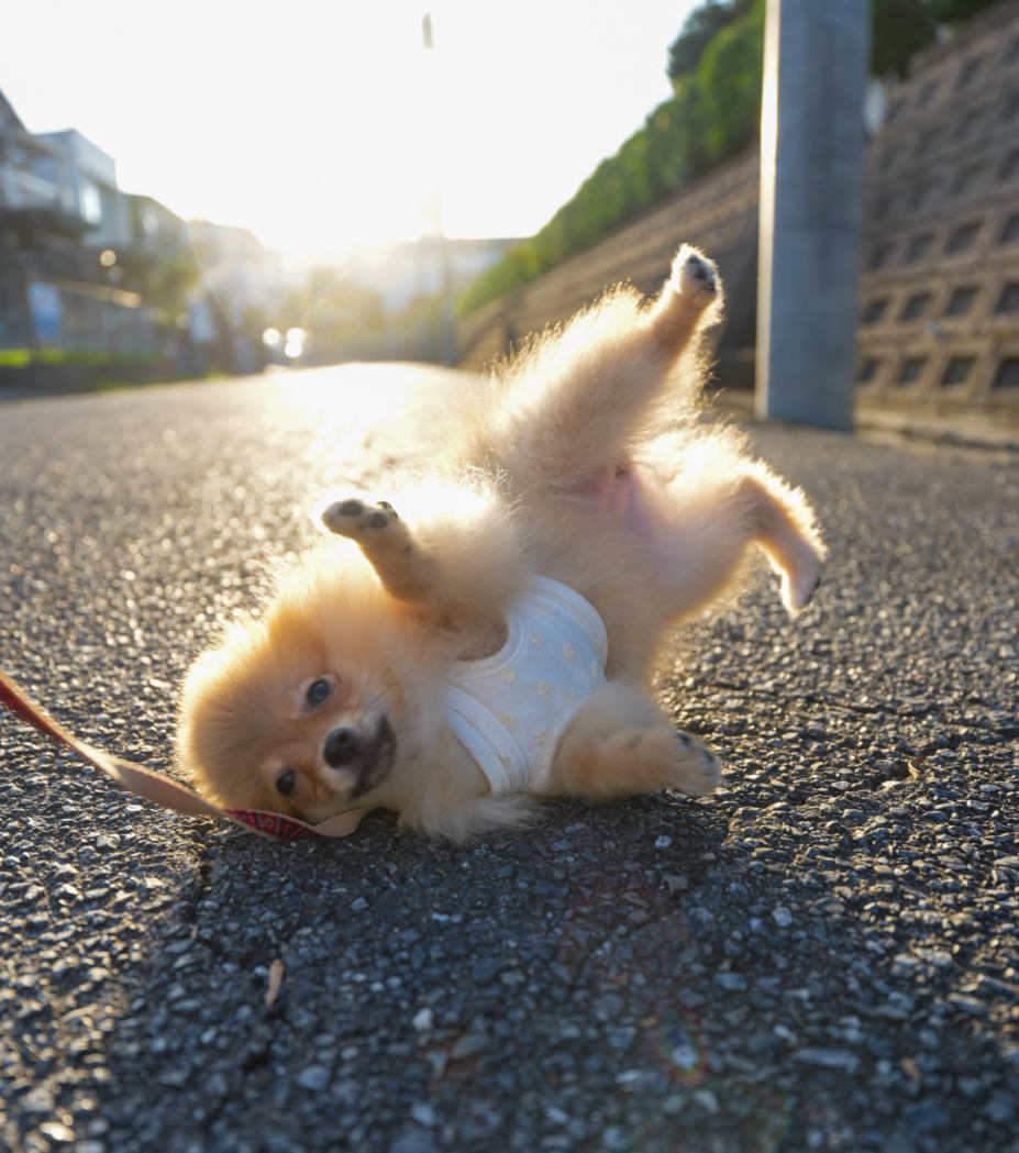 ダンスの練習かな？