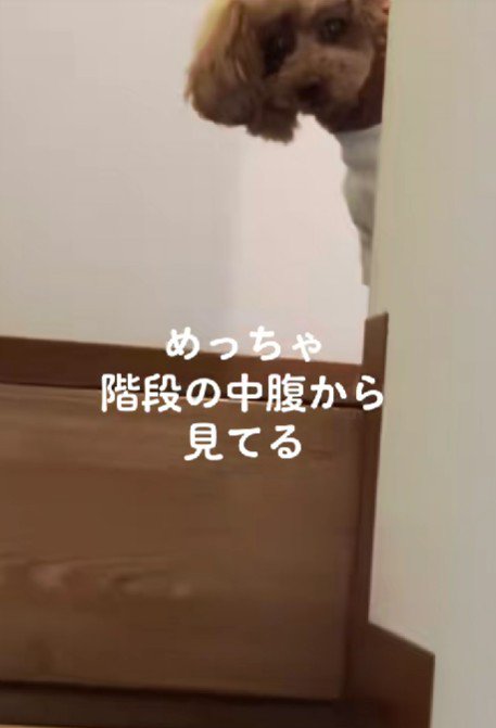 階段の踊り場から…