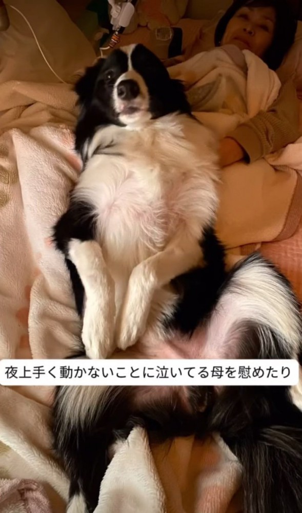 お母さんに寄り添う犬