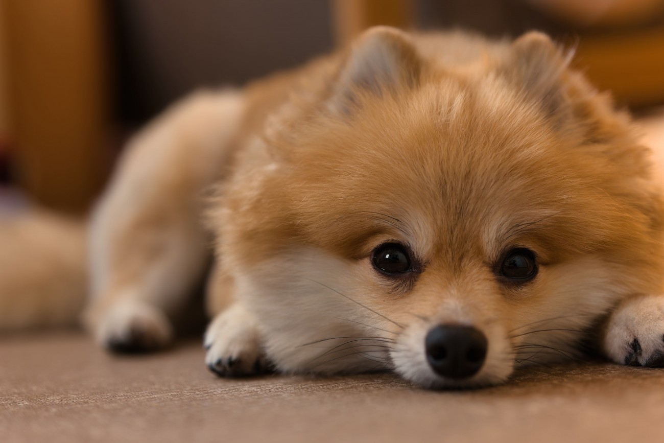 犬が『悲しい』ときにみせる仕草や行動4選 愛犬がしんどいと感じる理由や必要なサポートまで