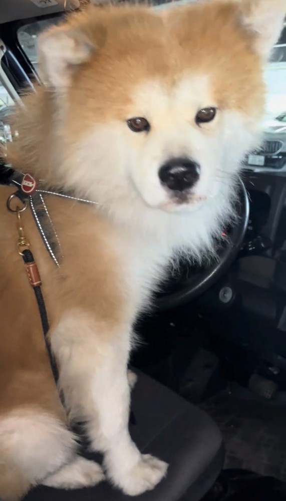 座ったまま見つめる犬