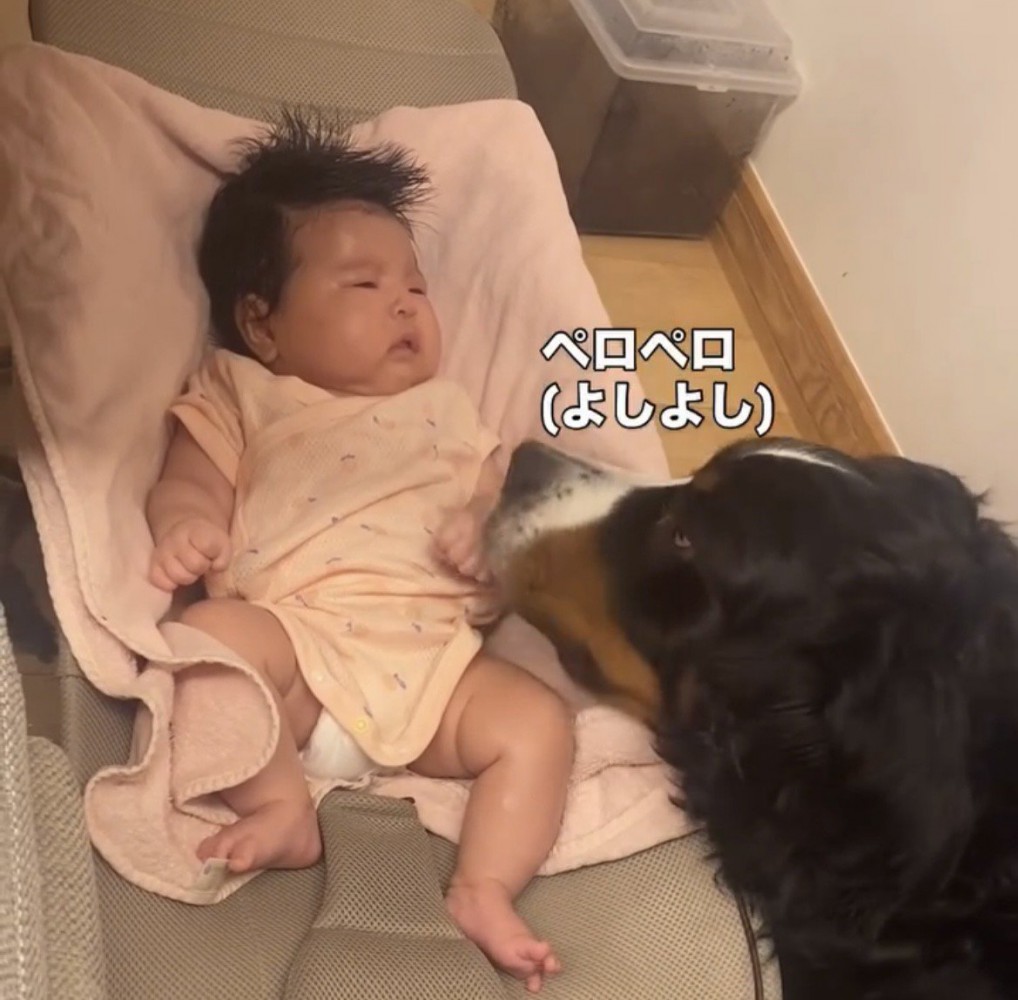 赤ちゃんを優しく舐める犬