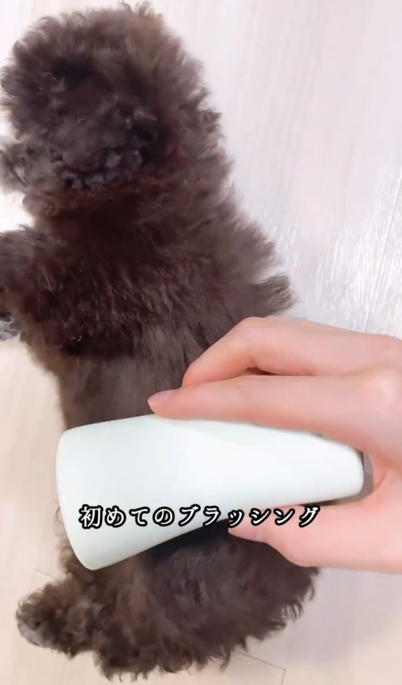 ブラッシングされている犬