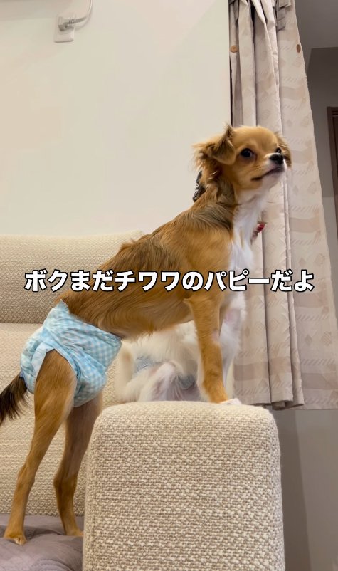 生後6ヶ月の小型犬