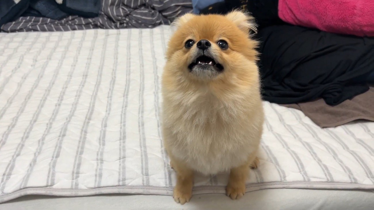 何かを訴えるむぎちゃん5