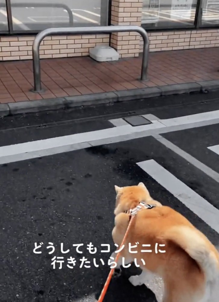 リードをグイグイ