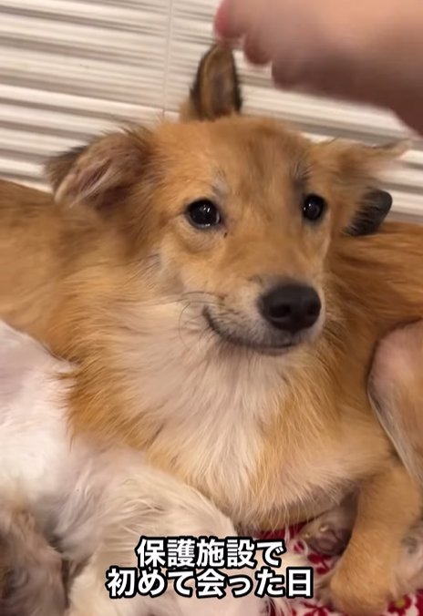 保護施設にいた時の犬