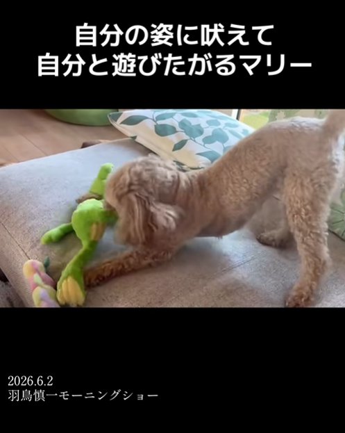 オモチャで遊ぶ小型犬