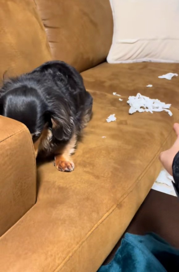 隠れるまるちゃん