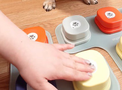 ボタンを手で押す飼い主