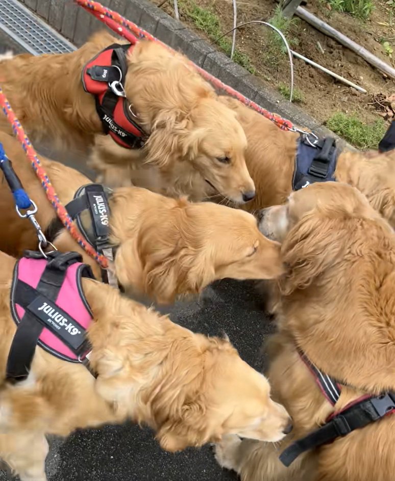 わんこ5匹の圧巻の光景